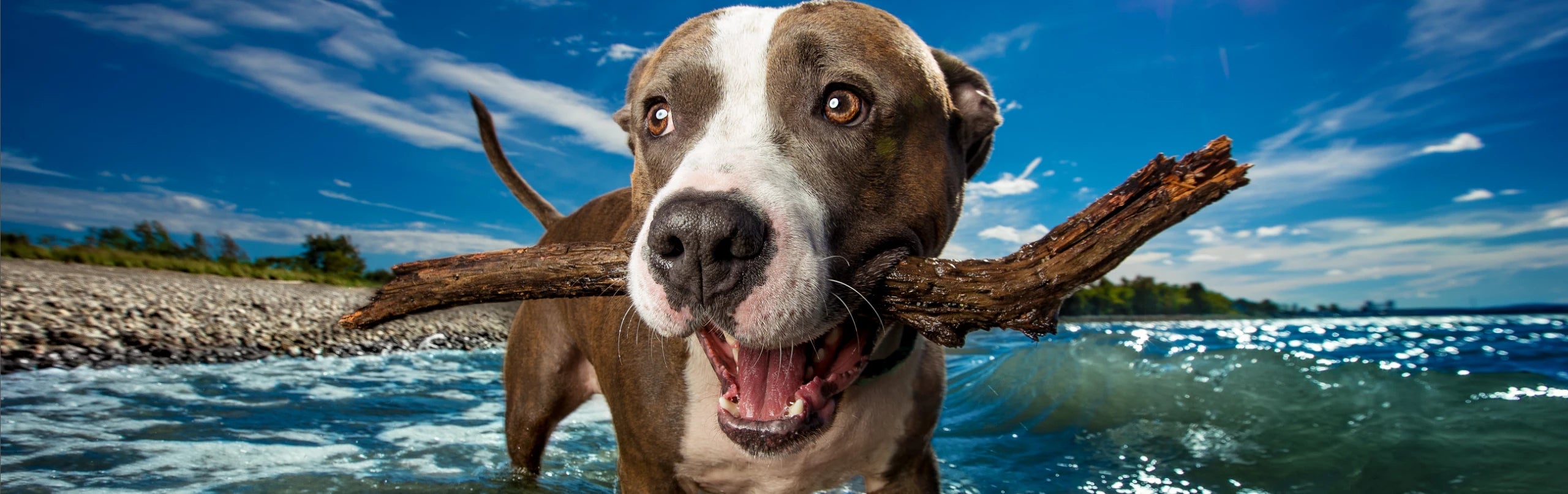 Apparel – Pedigree Foundation DOGS RULE.® Store
