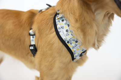 Dog Park Harness