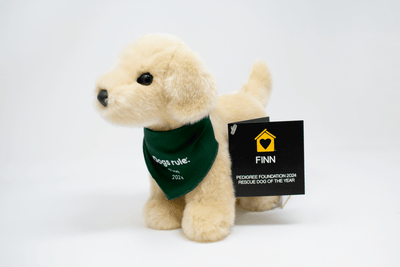 Finn: PEDIGREE Foundation 2024 Rescue Dog of the Year