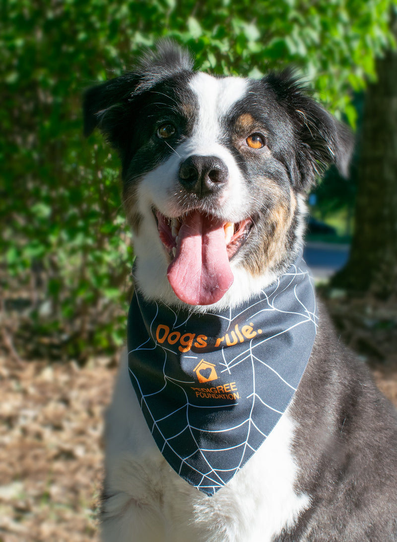 Halloween Bandana