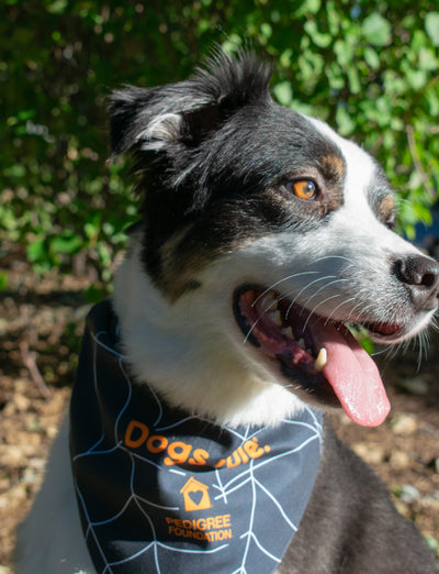 Halloween Bandana