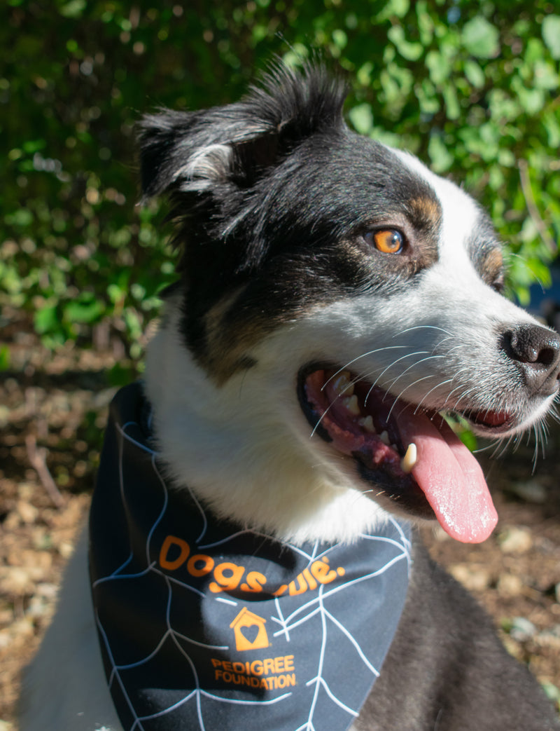 Halloween Bandana