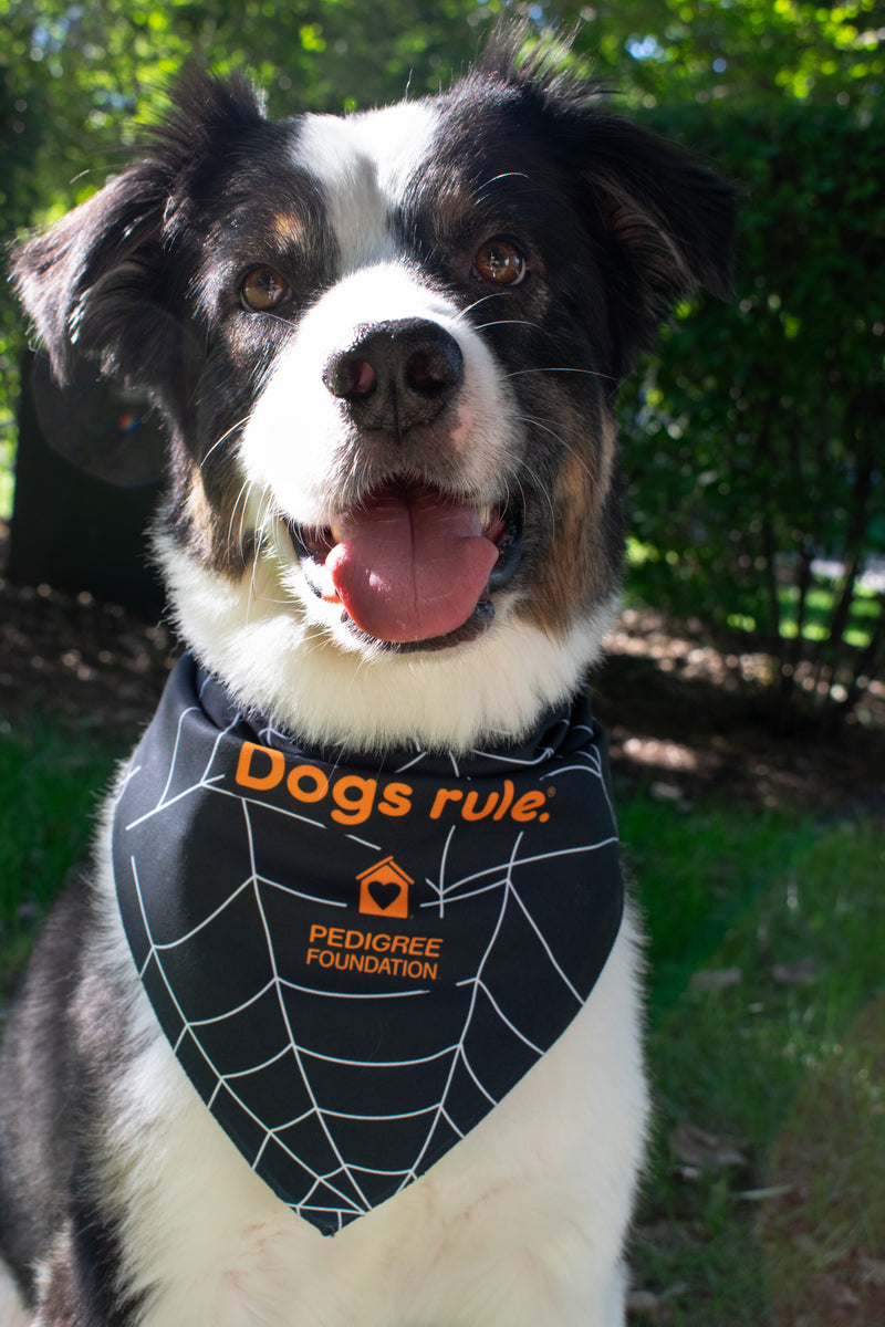 Halloween Bandana