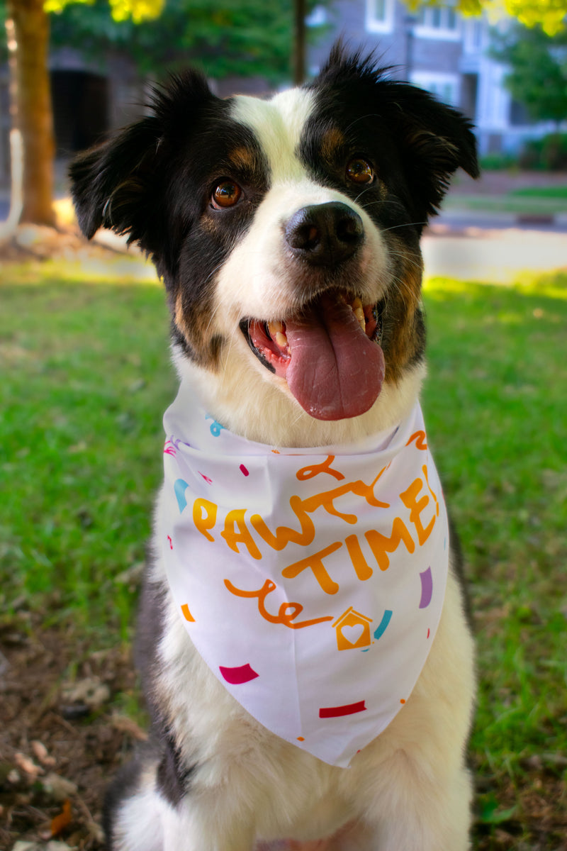 Celebration Bandana