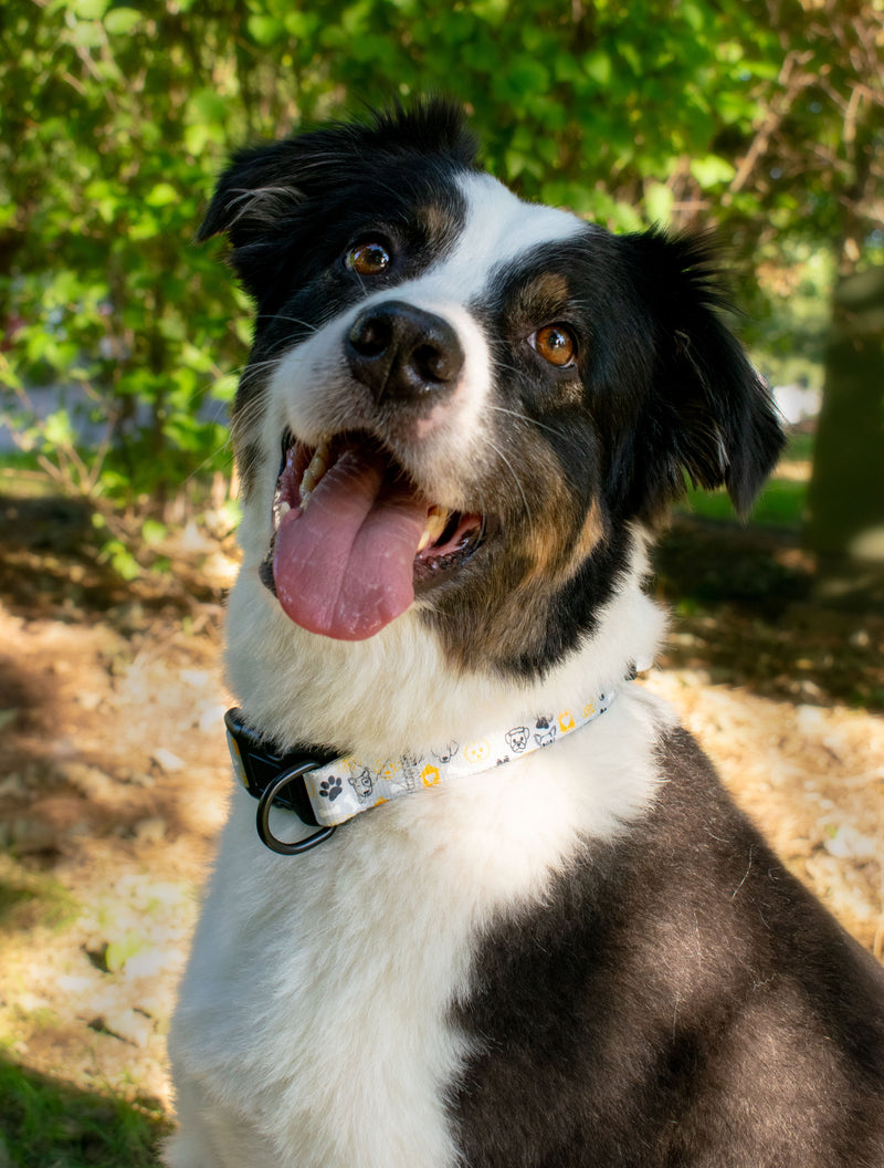 Dog Park Collar